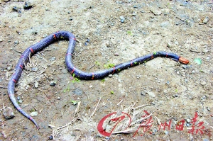 被捕获的白头蝰蛇