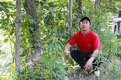 浠水县绿杨面积人口_州市西南端,总面积871平方公里,人口49万,辖10镇2乡、2个街(2)