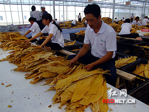 湖南全面推进现代烟草农业建设 烟叶生产提质