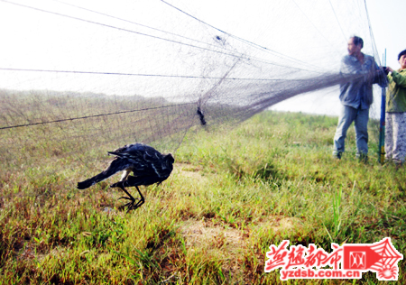 捕鸟人空旷草地布下天罗地网 情节严重可追究