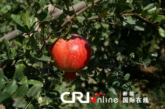 丰收时节的新疆 瓜果飘香的天堂(组图)