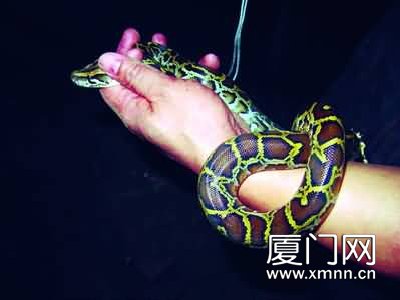 小蟒石缝捕<em>蛤蟆</em> 厦大<em>女生</em>尖叫跑_新闻中心_新