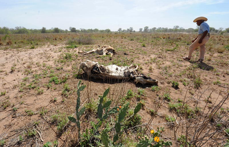 巴拉圭出现罕见旱情 河流干涸牲畜尸体遍野(高清图)_新闻中心_新浪网