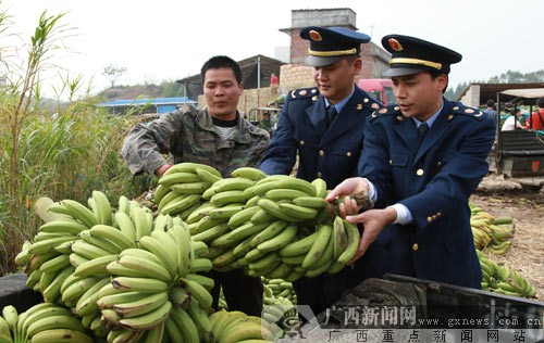 南宁工商规范香蕉收购市场 服务蕉农(图)