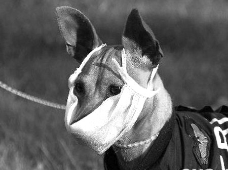 称不排除甲流从动物返传给人 发现犬猫咳嗽应