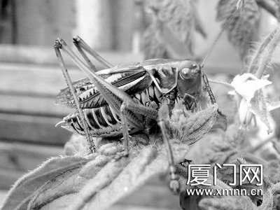 蝈蝈吃不吃素引发网友童年回忆