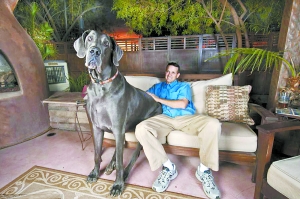 "巨人乔治"——世界上最大的狗
