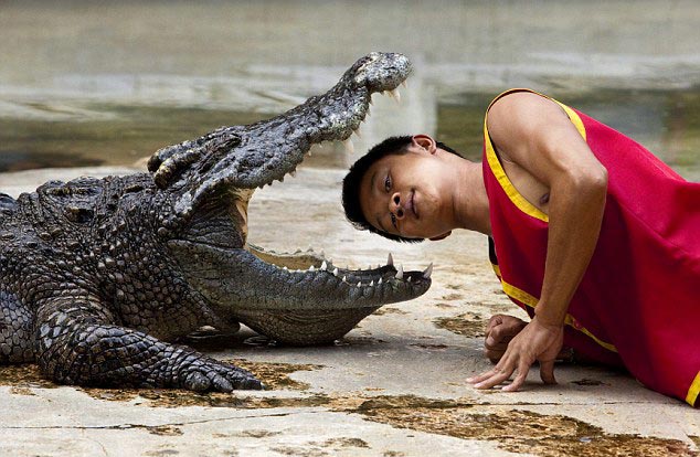 泰国驯兽员表演绝活 把头放入鳄鱼嘴中(组图)_新闻中心_新浪网