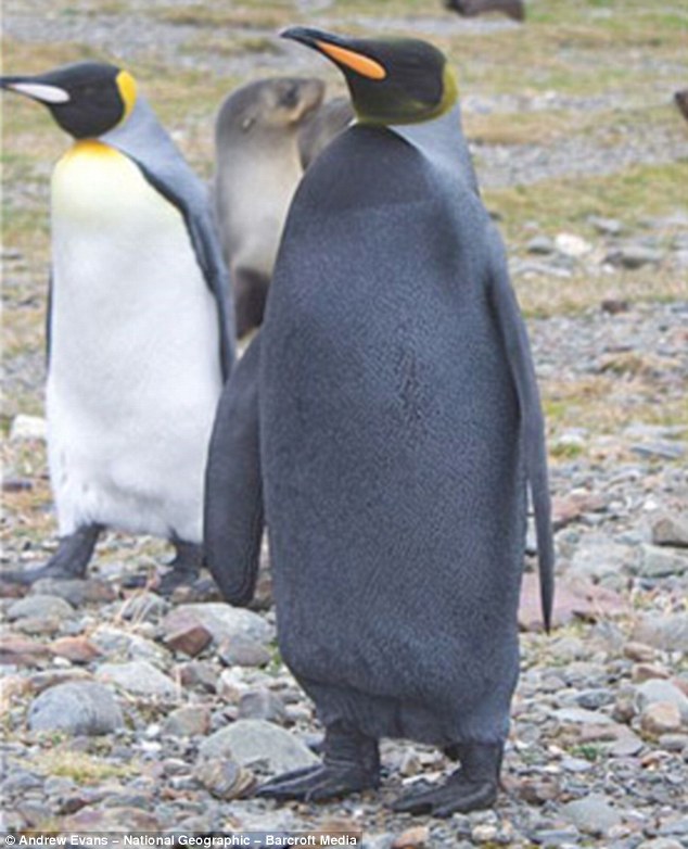 鸟类学家在南极发现全身呈黑色的罕见企鹅(图