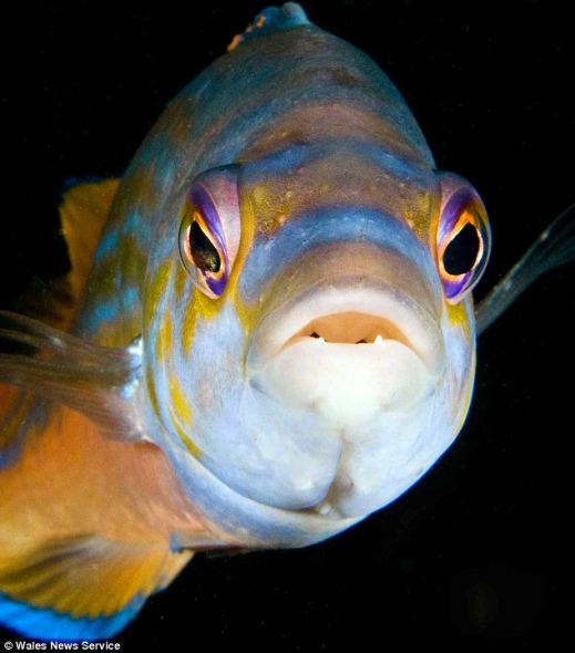 鱼多少时间繁殖后代 1273213062_6l7nd1.jpg