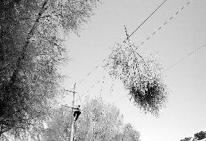 五月飞雪冻伤甘州 5月16日至17日降雪与冻害