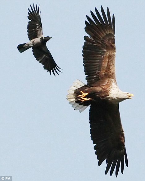 摄影师拍到秃鹰和白尾雕空中搏斗精彩场面(图)