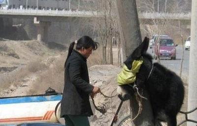 震撼实拍女人铁锤杀驴