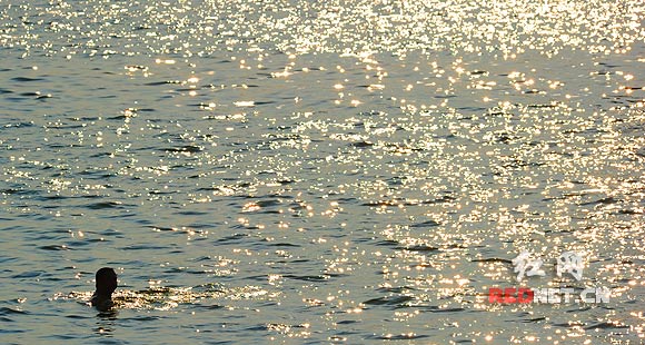 (火热的阳光洒在江面上形成一幅金色的画面.