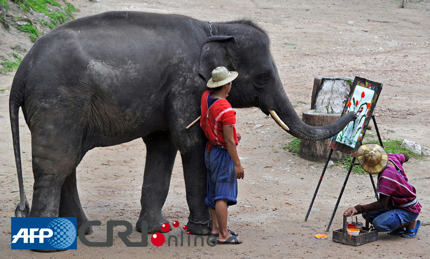 泰国清迈:大象会画画(组图)_新闻中心_新浪网