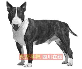 明起逗硬了 22种犬城区禁养