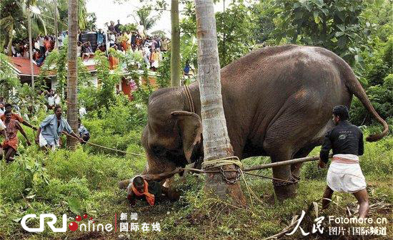 印度大象袭击驯象员 众人围观(图)