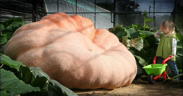 英国现巨型南瓜 或创世界最重南瓜记录