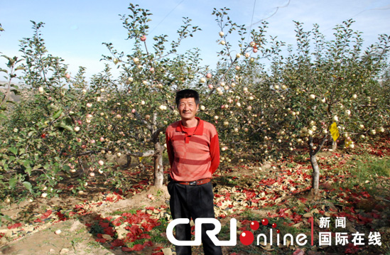 延安宝塔区打造中国山地苹果第一区(组图)