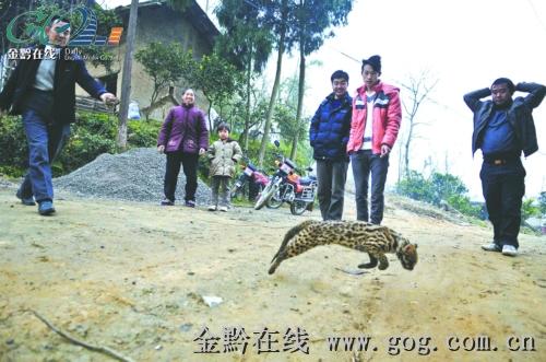 村里来了一只豹猫困在水窖中,被村民所救;拴养