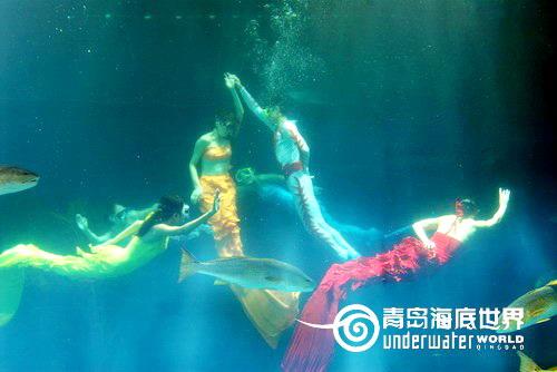 青岛海底世界给力 元旦推出美人鱼升级版表演
