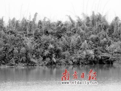 ���������ֱ����ˮ�ȵ���֦����