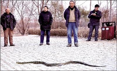 这条大蛇有两米多长,被挖出时还没有睡醒