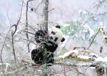 ȫ����ֻҰ����ѵ���ص�������è������Ϊ����