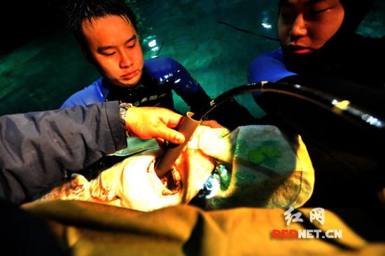长沙海底世界:儿科医生给中华鲟体检 插入胃镜