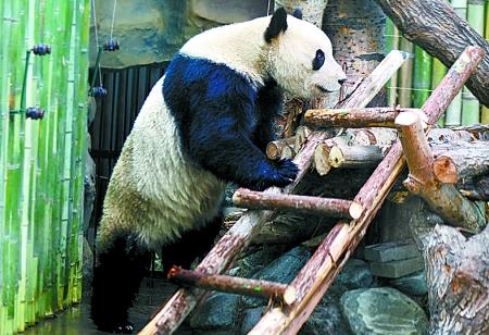 大熊猫文雨入住郑州市动物园