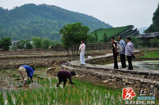 端午小长假:张家界黄龙洞广场插秧景观引游客