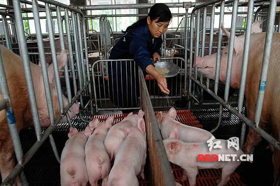 宝博体育- 宝博体育官网- 宝博体育APP下载 BaoBoSports猪场优秀员工的培养讲课稿
