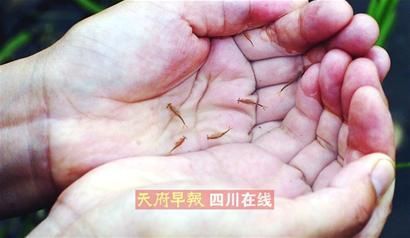 �Ĵ��㺺���﷢�������������