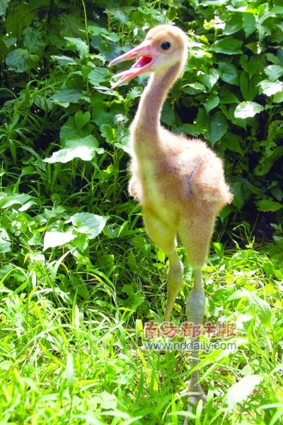 �˹��ھ�����������