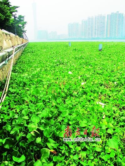 ����һҹӿ�齭