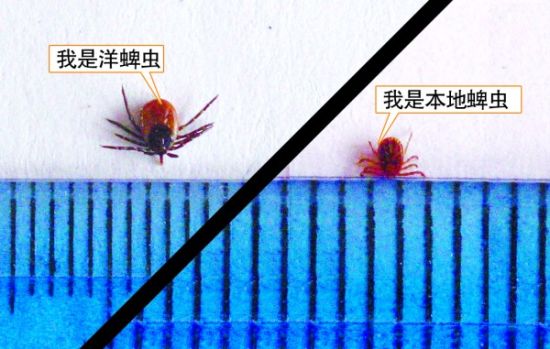 青岛现首例外籍蜱虫病例 蜱虫尚处在活跃期