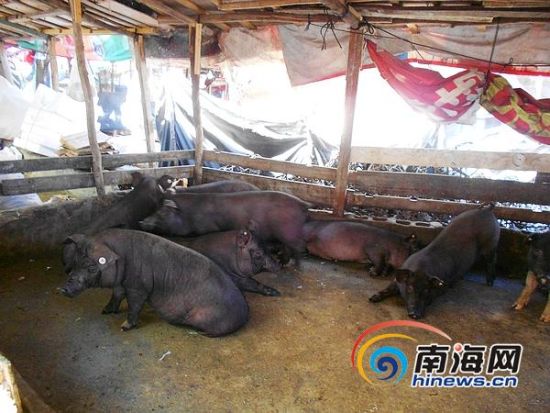 三亚畜牧局提醒注意防潮 当心猪感冒