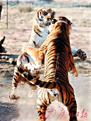 南非老虎谷保护区 两雄性华南虎厮打 虎爸寻