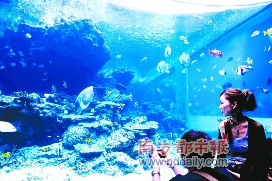 本地游讯 南都讯 近日,2011香市旅游全国旅游社推介会在寮步举行。 据记者了解,近年来,寮步镇香市旅游发展迅速,香市旅游主要以莞香文化为核心,目前,寮步建设的景区主要有6个。包括:香市动物园,被评为东莞十大旅游景区,以海洋动物为特色,内有精彩纷呈的动物表演;香市影视城,大型电视连续剧《莞香》的拍摄地点,按明清时期岭南建筑风格所建,满足现代都市居民访古寻幽的旅游需求;佛灵湖郊野公园,被誉为镶在东莞大地的一颗绿宝石,山水合一,自然生态优美;牙香街,以莞香古街为主题的旅游景区,再现