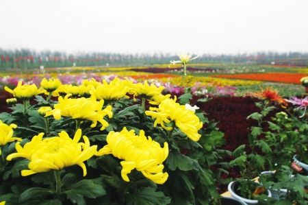 百万盆菊花怒放 凤凰湖变成都最大花园