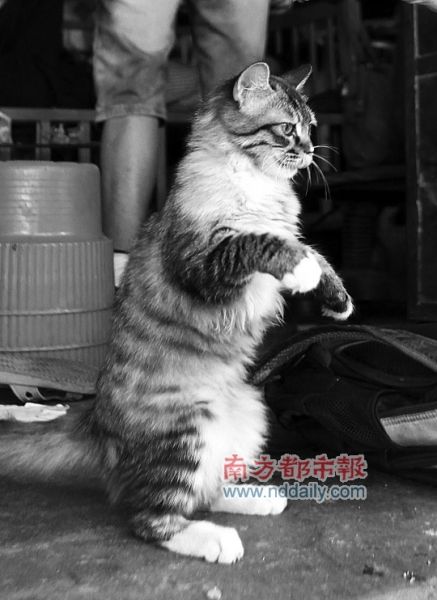 犀利老虎猫日抓老鼠三只