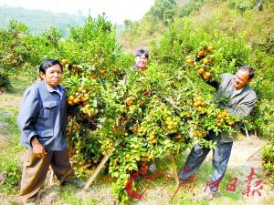 凭今天《广州日报》免费试吃砂糖橘