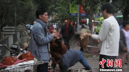 海南侨乡琼海市民除夕祭祖必备阉鸡肥鹅价格平稳