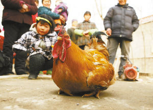 大年初六(1月28日),女儿出嫁时男方按当地风俗,将两只大公鸡留下作为