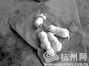 �����ӵĹ��ﲻ�����ĸ�С�����໴���