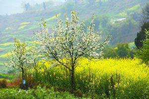 趁着好春光,周六到綦江永新看梨花吧