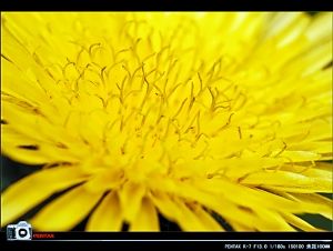 微距是美的春天是美的