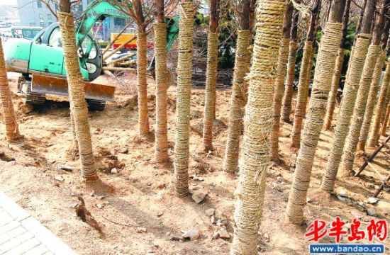 ��ʯ���"��Ͱ��"��������԰ֲ����ʽ������