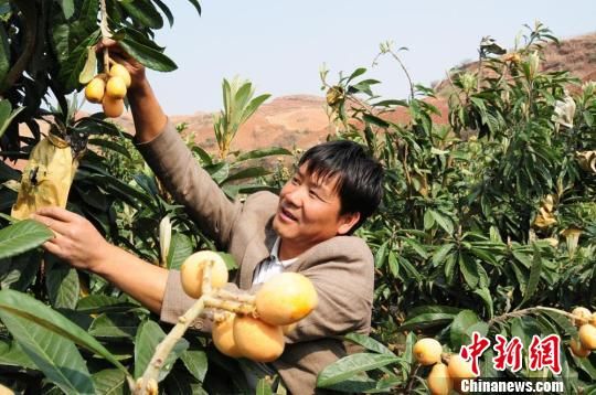 云南石林:枇杷种植引领农民过上金色生活