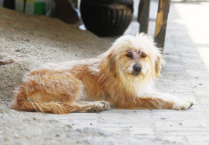 石家庄:狗坚强被困枯井生存一月 获救生还
